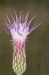 Le Conte's thistle